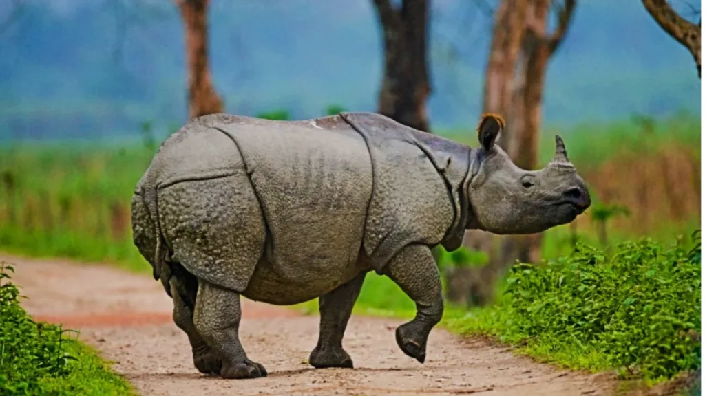 भारत के 6 प्रमुख नेशनल पार्क