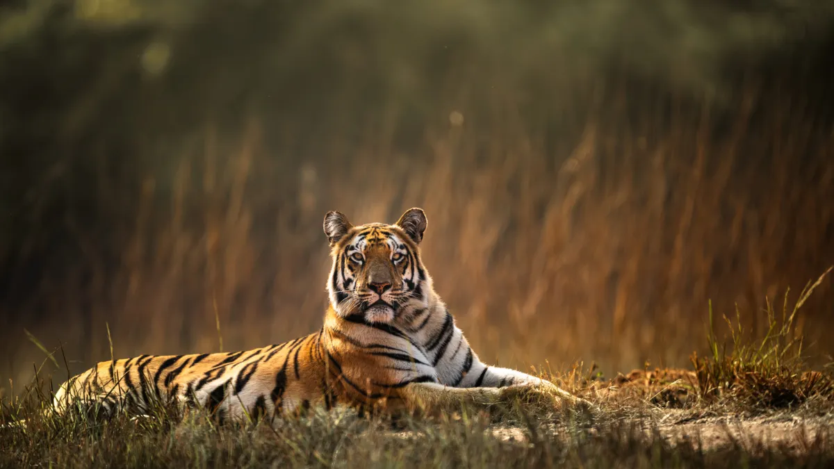 रणथंभौर नेशनल पार्क