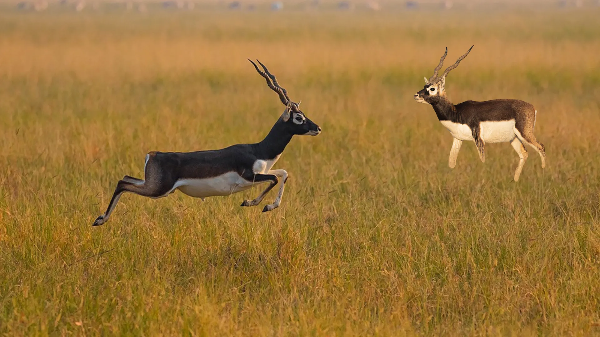 Deer Conservation